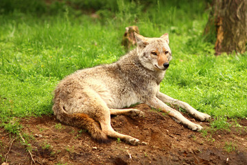 Wall Mural - coyote in the wilderness