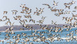 Large flock of Canvasback Ducks flying over the Chesapeake bay in Maryland