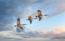 Geese Flying At Sunset