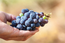 Handful Of Grapes Growing On The Island Of Thassos