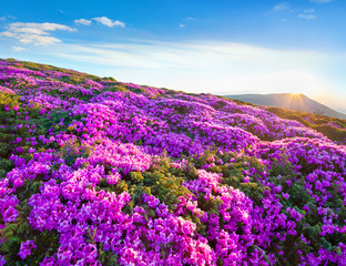 Wall Mural - Blossom carpet of pink rhododendron flowers