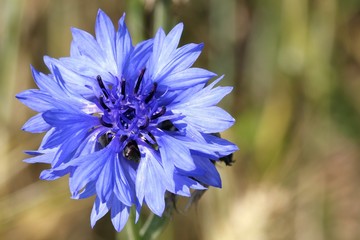 Wall Mural - Cornflower