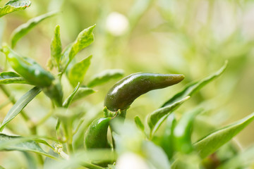 Closeup of green fresh pepper.