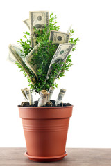 Wall Mural - Decorative tree in pot with money on table isolated on white