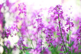 Fototapeta Kwiaty - Closeup of purple wildflowers