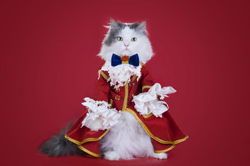 Poster - Cat in a suit of the Duke on a colored background isolated