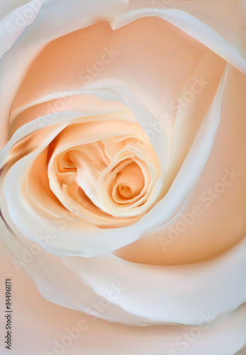 Fototapeta na wymiar light rose flower close-up illustration