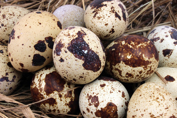 Wall Mural - Many spotted quail