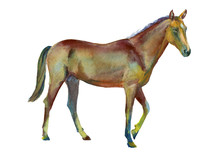 Watercolor Standing Horse
