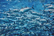 wall of tuna
