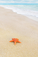 Wall Mural - sea-star on sandy beach against waves and sunset