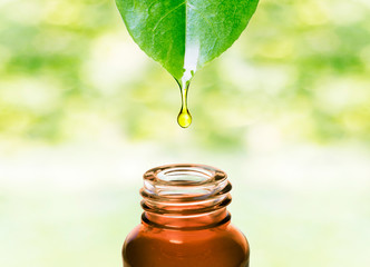 Herbal essence. Alternative healthy medicine. Skin care. Essential oil or water dropping from fresh leaf to the bottle. 