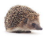 Fototapeta Zwierzęta - Prickly hedgehog.