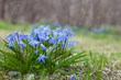Scilla siberica flowers(Siberian squill, wood squill)