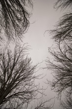 Upward View Of Bare Naked  Trees With Many Branches.