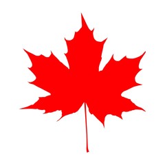 red maple leaf vector