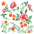 Handpainted watercolor vector flowers and leaves set