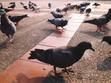 Group Of Pigeon In The Park 
