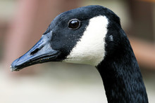 Portrait Of A Canada Goose