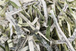 Destroyed money from shredder, closeup