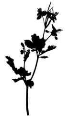 Poster - Silhouette celandine flower