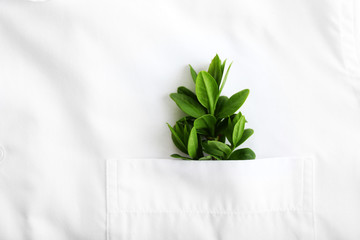 Twig with fresh leaves in shirt pocket, close up