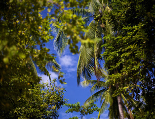 Canvas Print - Tropical Forest