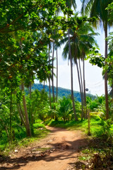 Canvas Print - Road in Jungle