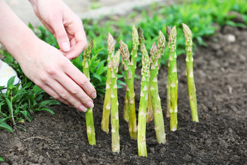 Sticker - Farmer planting asparagus into black soil in garden