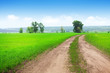 © evgeeenius - Countryside road through the green grass field