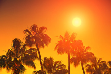 Wall Mural - Orange sunset over palm trees