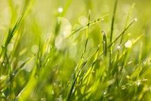 Fresh Green Grass With Dew Drops At Dawn
