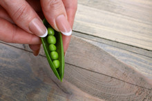 Woman Holding Fresh Green Peas