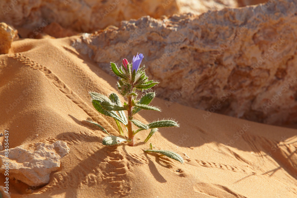 Sahara,Kakteen in der Wste Stock Photo | Adobe Stock