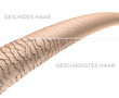 Haar-Struktur - gesundes und geschädigtes Haar: 3D-Illustration