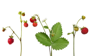 Wall Mural - wild strawberry with ripe berries collection