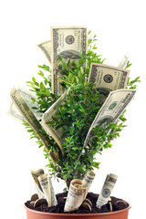 Wall Mural - Decorative tree in pot with money isolated on white