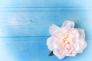 Fresh white peony  flower