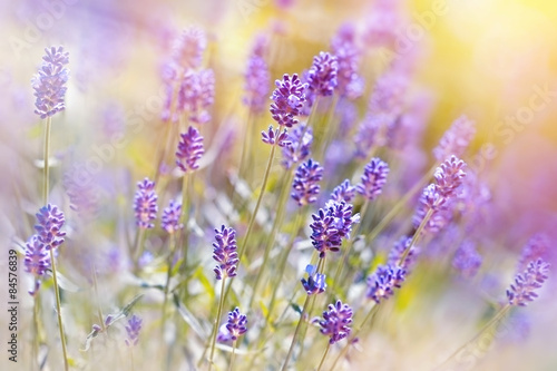 Naklejka - mata magnetyczna na lodówkę Lavender flower in my garden