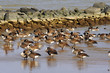 Flock of Geese on beach in Winter