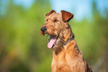Portrait Of Yawning Irish Terrier Dog