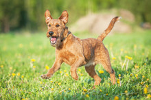 Irish Terrier Dog Running