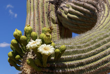 Close Up Of Saguaro Cactus Blooming With Blue Sky Background