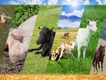 Livestock Collage