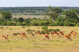 Fototapeta Sawanna - Impala antelope