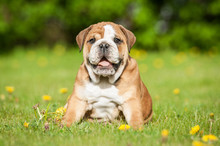 English Bulldog Puppy Sitting On The Lawn