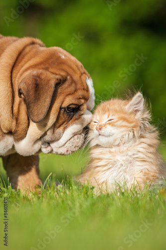 Fotografia English bulldog puppy with a little kitten