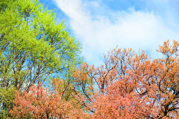 Wall Mural - Autumn trees with yellowing and green leaves against the sky