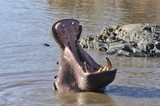 Fototapeta Sawanna - hipopotam 