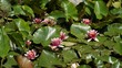 Nymphaea ,pink nymphea - Aquatic vegetation
